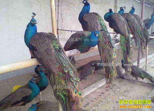 2017�����ũ���ʲô��׬Ǯ-��ֳ��ȸ