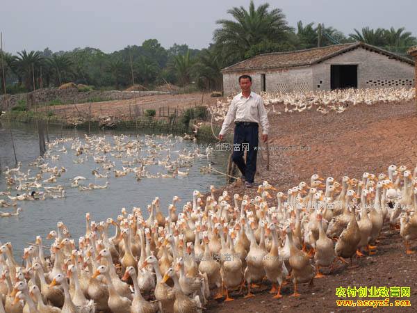 2017�����ũ���ʲô��׬Ǯ-��ֳ��ͥũ��