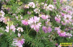 ��ֲ����һĶЧ��1630Ԫ��ũ����ֲ�¸�����Ŀ