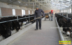 100ͷ¿��Ͷ�ʶ��٣���ֳ100ͷ¿�ĳɱ����������