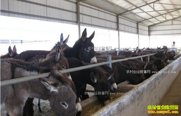 100ͷ¿��Ͷ�ʶ��٣���ֳ100ͷ¿�ĳɱ����������