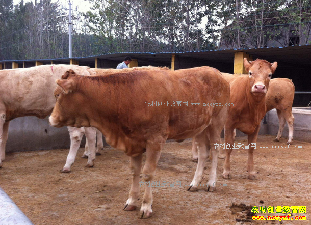 2017����ţ�ܲ���׬Ǯ��