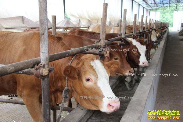 2017����ţ�ܲ���׬Ǯ��