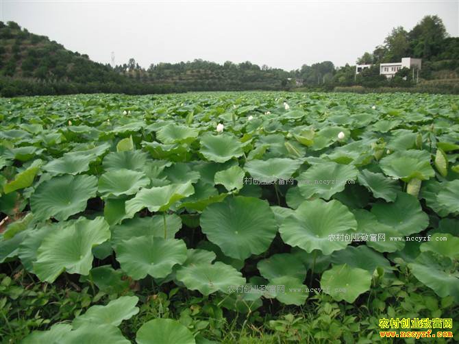 ���������ص���������ź������ĶЧ��2.5��Ԫ