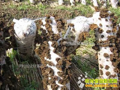 ������ƽ��¹����ˮ��������ľ�� ������������Ч���