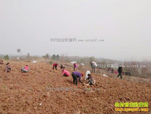 �Ĵ��޽������۴���ֲ����Ч��� Ķ��ֵ6000-8000Ԫ