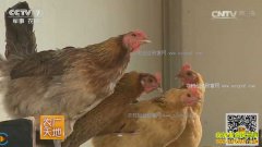 [ũ�����]�ӱ�ɳ���з������ֳ̫�м�������