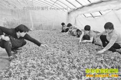 ������Ĳ�鰮��������ֲ����С��������Ч���