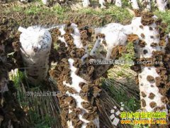 ������ƽ��¹����ˮ��������ľ�� ������������Ч���