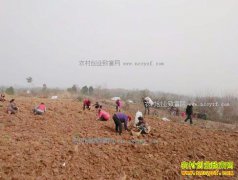 �Ĵ��޽������۴���ֲ����Ч��� Ķ��ֵ6000-8000Ԫ