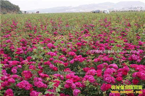 2017����ֲʳ��õ��׬Ǯ��ʳ��õ�廨��ֲ��������¼۸񱩵�