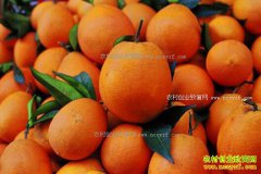 ����ᶼ����������ȼ۸񷭷�