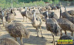 ����Ϣ����������ֳ��ţ��������񣩡��ġ����¸���