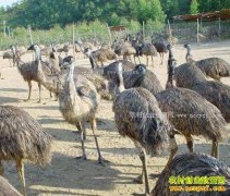 2017�������ֳǰ�� �����ֳ�ɱ���Ч�����