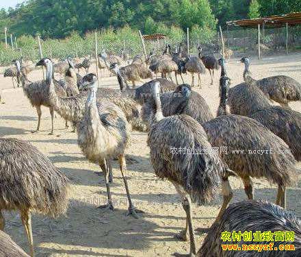 2017�������ֳǰ�� �����ֳ�ɱ���Ч�����