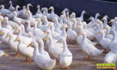 ��Ѽ׬Ǯ��2017����Ѽǰ������Ѽ�ɱ��������