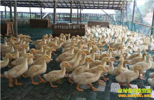 ��3000ֻ��Ѽ��׬����Ǯ����ǧֻ��Ѽ��ֳ�ɱ��������