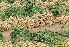 2017��2��21�պӱ����������۸�����