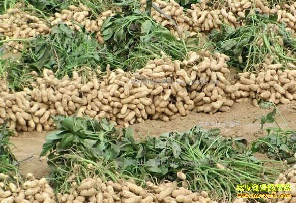 2017��2��21�պӱ����������۸�����