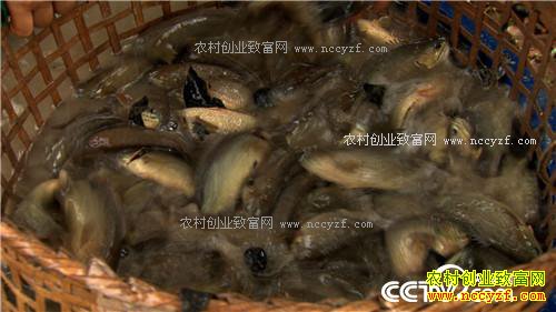 ����·�����׬Ǯ(20170217)