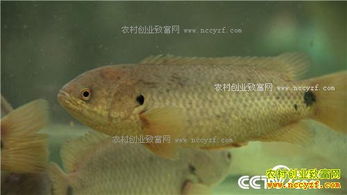 ����·�����׬Ǯ(20170217)