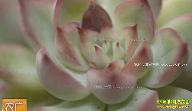 [ũ�����]�ӱ�ʯ��ׯ����˼������ֲ����ֲ�ﴴҵ���뼸ʮ��