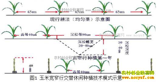 ���׿�խ����ֲ���� һĶ���ܶ���200��