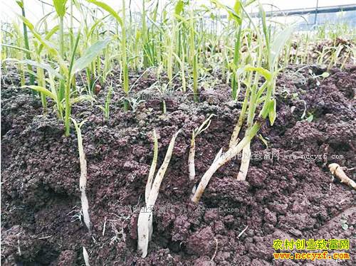 ������������ѿ30Ԫһ�� ��ֲ�����¯����ũ���¸�����Ŀ