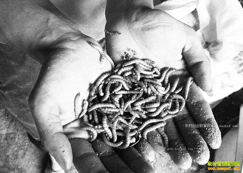 ����������ŷ��´���ֳ�����Ч��ߺ�׬Ǯ