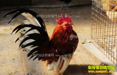 ���ո�������ȫ��ֳ���Ｆ ����ۼ�2000Ԫ