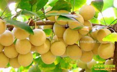 ��ֲ�׹�׬Ǯ��2017��������ֲǰ�������ӹ��۸�����Ԥ��