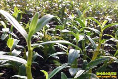 ������ʯ��׬Ǯ��2017��ʯ���۸�����Ԥ��