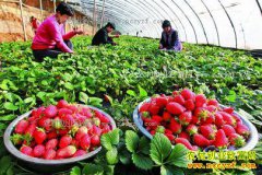 ������ɽ��ţ��ѧ�����ֲ�ݮ������16��Ԫ