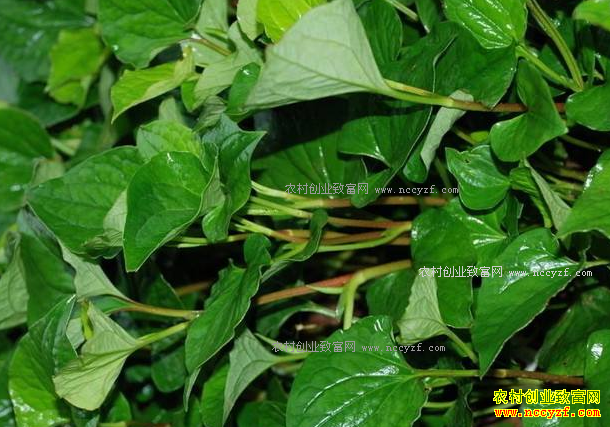 �����ϴ����۶����۸������Թ���Ӧ��