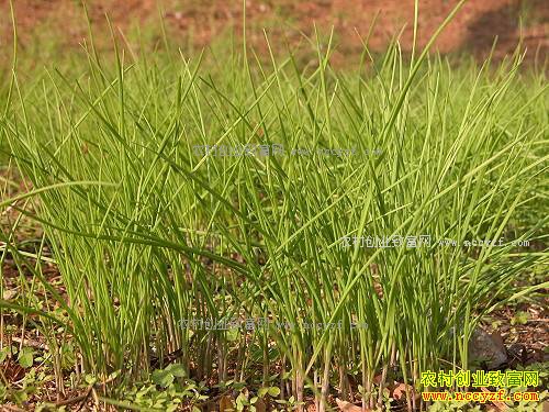 ʲôҰ����׬Ǯ������ᶼҰ�����ټ۸�� ÿ��20Ԫ