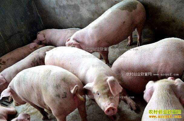 屠宰企业压价 生猪价格小幅下降