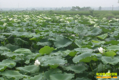 ������Ͽ����ʷ��紴ҵ����ź ��ӹ���źЧ���