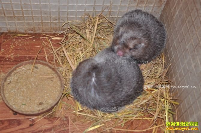 �����������׬Ǯ��������ֳ���¸���Ŀ�����¸�ƭ�֣�