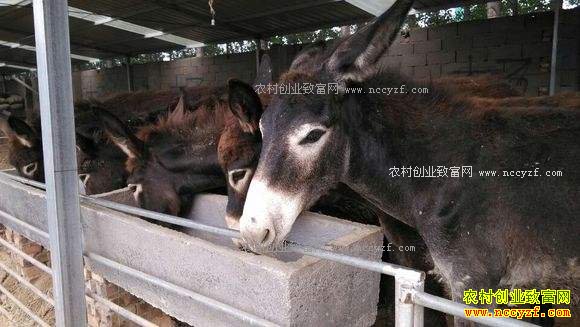 2017����ֳҵʲô��ǰ����׬Ǯ