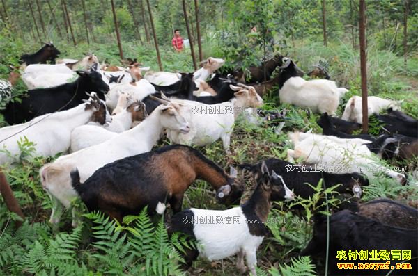 2017����ֳҵʲô��ǰ����׬Ǯ