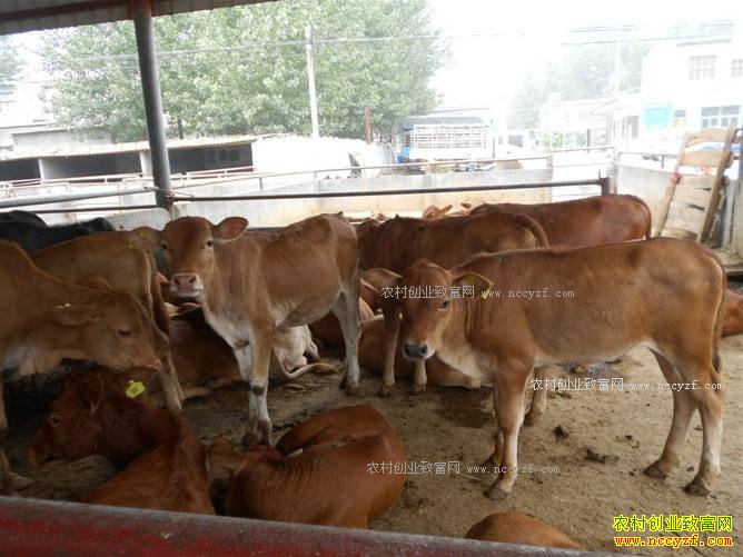 2017����ֳҵʲô��ǰ����׬Ǯ