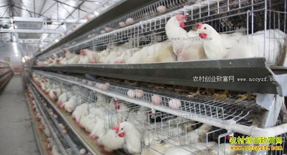 2017����ֳҵʲô��ǰ����׬Ǯ