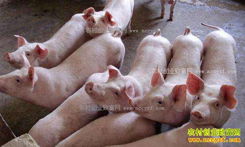 �����۸���� 2017����������׬Ǯ��