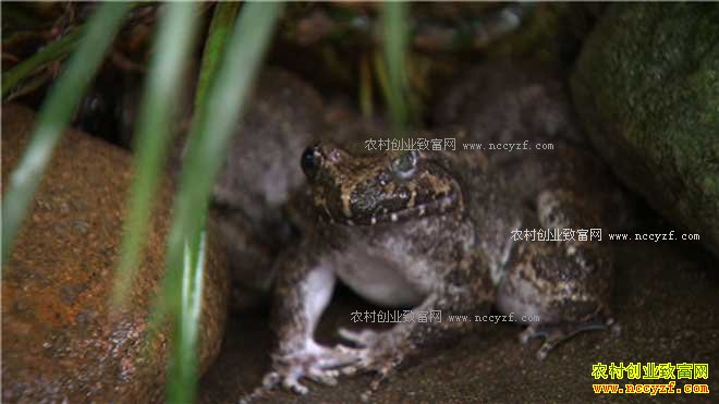 [�¸���]�㽭������ж���ֳʯ���������Ƹ�