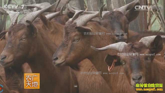 [ũ�����]�����ɽ����ֳ������Ƶ 20170221