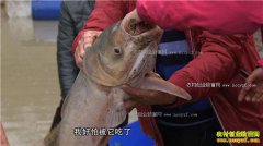 [�¸���]���ݷ�԰�Ȫ������ţ һ����200Ԫ һͷţ20��