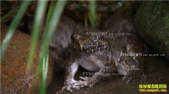 [�¸���]�㽭������ж���ֳʯ���������Ƹ�