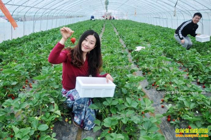 ���ּ�����������ֲ��ݮ��ũ���¸�����Ŀ