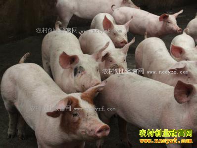 �������������������Ѧ�������¸���