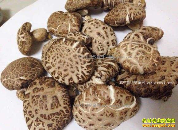 ���������㹽�����㹽�۸�����